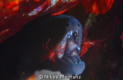 giant moray & dentists by Nikos Moutafis 